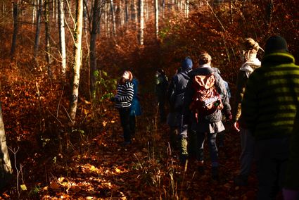 wildnisgruppebaeume-1